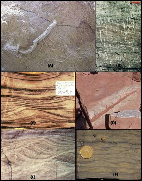 Gambar 16.23 Fitur sedimentologi di lingkungan pengendapan coastal: (A) Macaronichnus (B) vertical burrow (C) Hummocky cross bedding (D) root-rhizome structure (E) climbing ripple (F) wavy ripple